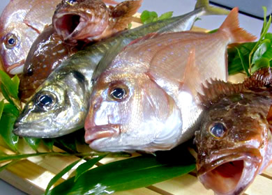 三国港で水揚げされた新鮮な魚介類