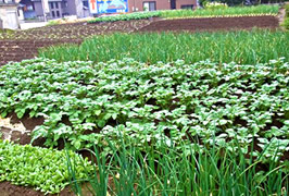 民宿で使われる自家菜園（農業体験できます）